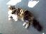 Maine Coon chilli