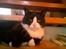 Blanding af racer Sebastian R.I.P - dræber katten