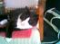 Blanding af racer Sebastian R.I.P - dejlige basse
