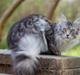 Maine Coon STORM