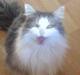Maine Coon Fanta (Død i 2007)