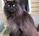 Maine Coon Micharlo's Milas