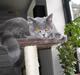 British Shorthair Blue Haven Sara Bella