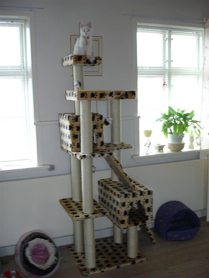 Huskat TILDE DØD billede 15