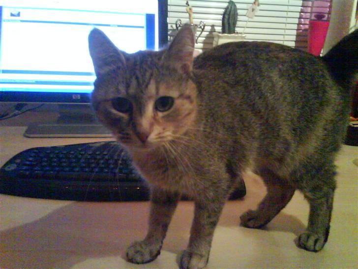 Huskat Malou billede 4