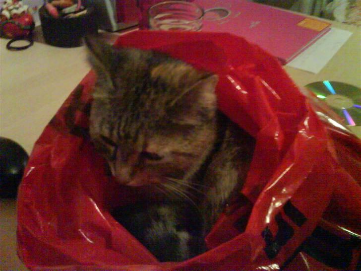 Huskat Malou billede 5