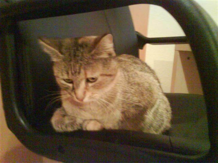 Huskat Malou billede 6