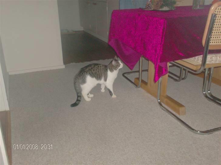 Blanding af racer Blacki billede 7