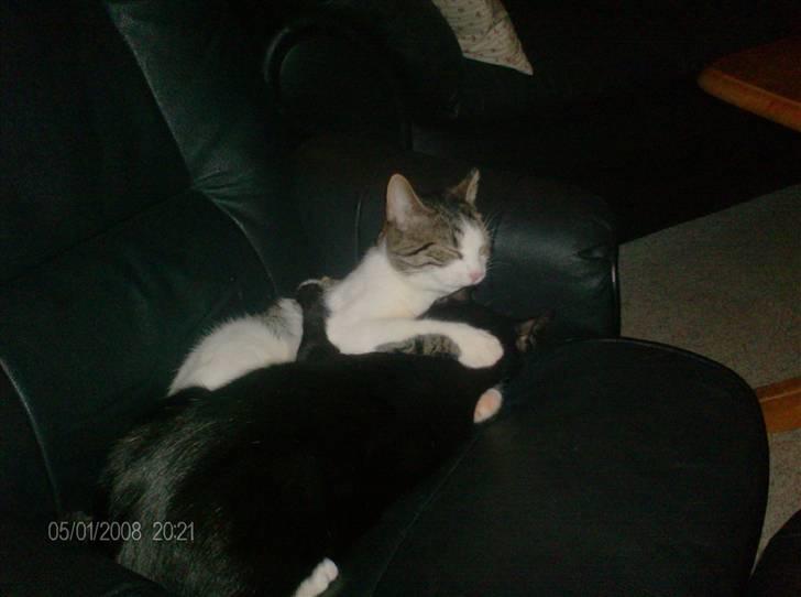 Blanding af racer Blacki - hi hi  her er min kæreste  er han ikke dejlig  billede 8