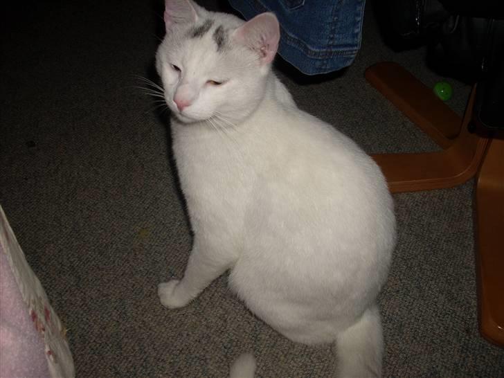 Huskat Merri billede 6