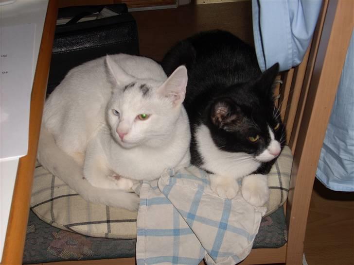 Huskat Merri billede 7