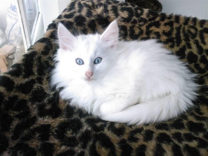 Norsk Skovkat Fyns Skovkatte's Annemone - knap 10 uger gammel billede 9