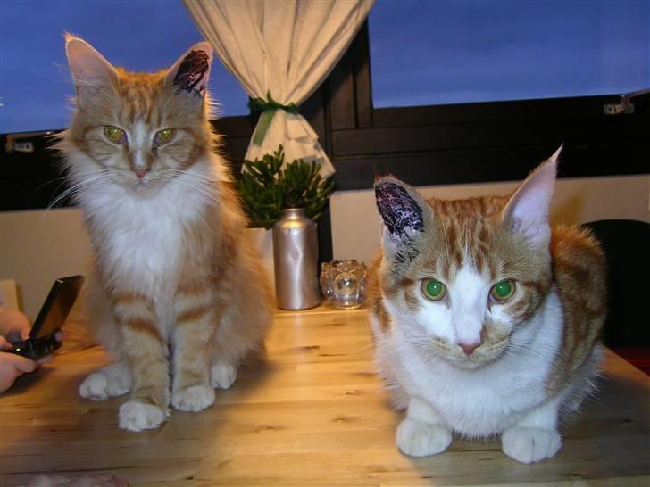 Blanding af racer Figaro - min mor Candy og jeg lige fra dyrelægen ....puha hvor er jeg utilpas billede 6