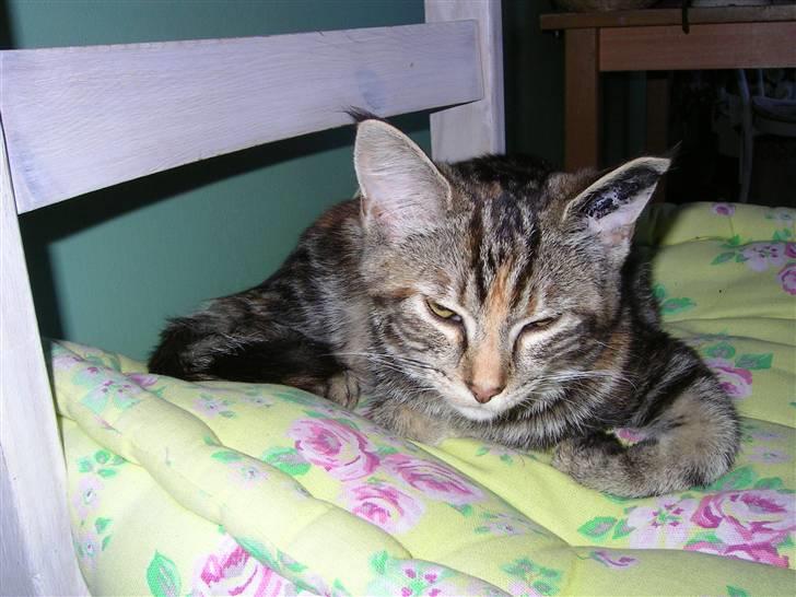 Blanding af racer Figaro - min søster Bellis fra herlev-efter dyrelægen med mor og jeg billede 7