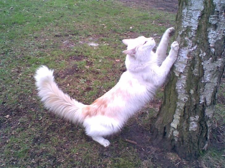 Norsk Skovkat Felix (bortløbet okt.08) - Elsker at flå i birketræet..... billede 17