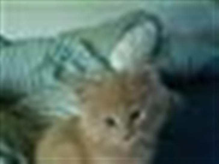 Maine Coon Mikkel<3 billede 17