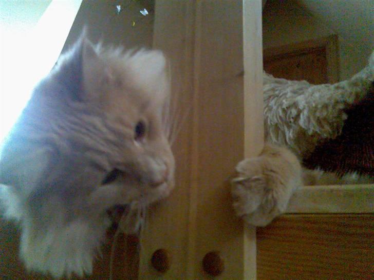 Maine Coon Mikkel<3 billede 18