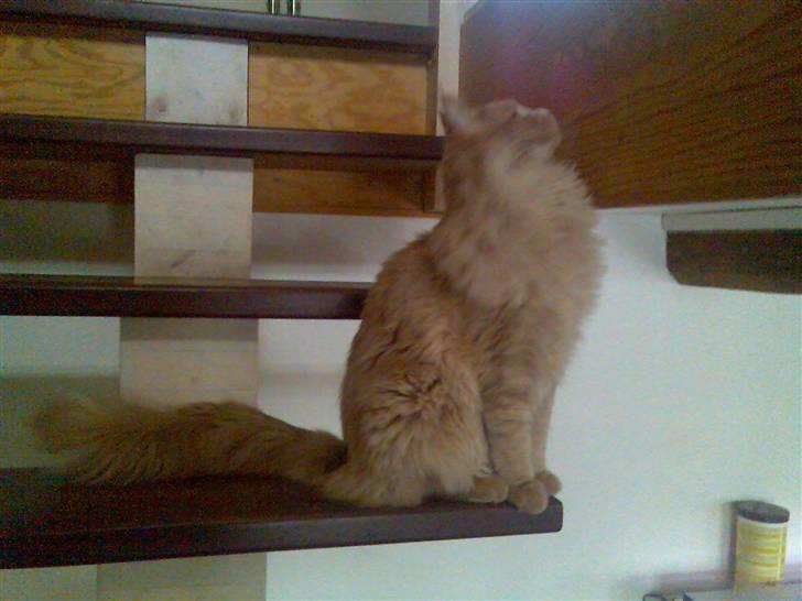 Maine Coon Mikkel<3 billede 19