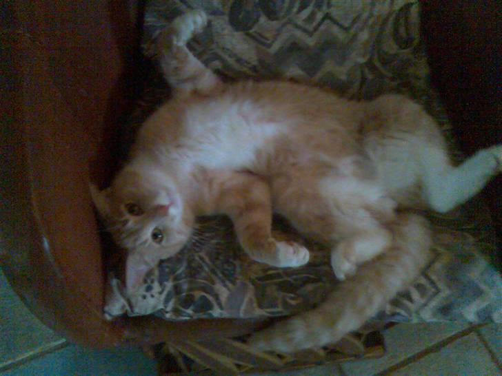 Huskat Lille Bjørn(L) - klø mig på maven:P billede 1