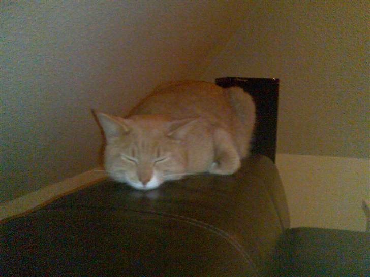 Huskat Lille Bjørn(L) - hmmmm... billede 2