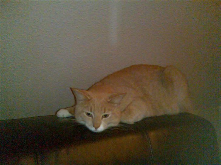 Huskat Lille Bjørn(L) - hmm. billede 3