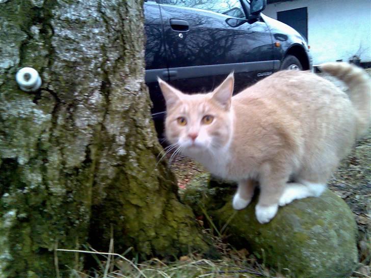 Huskat Lille Bjørn(L) - hop? billede 4