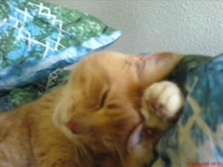 Huskat Lille Bjørn(L) billede 5