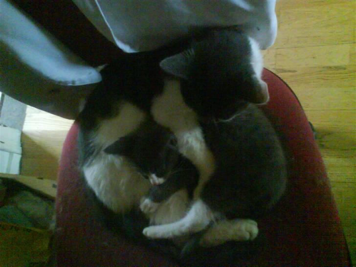 Huskat pjuske ,pjulle hvor er du - sover med sin fætter er de ik søde billede 10