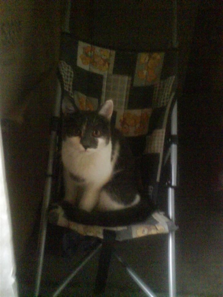 Huskat pjuske ,pjulle hvor er du billede 11