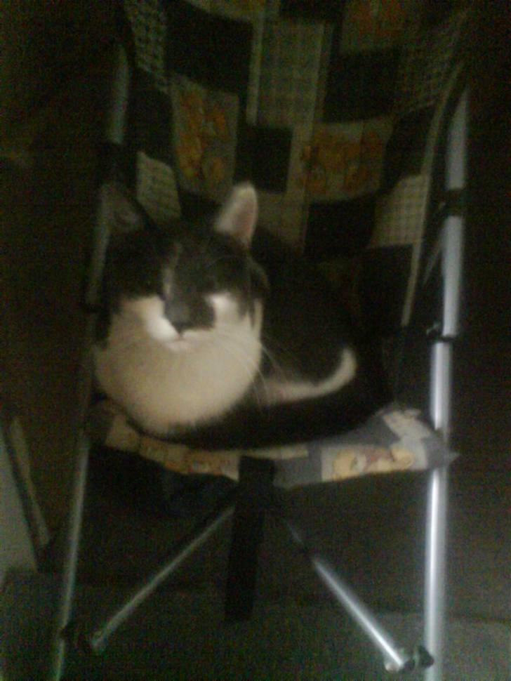 Huskat pjuske ,pjulle hvor er du - ja han er vores lille baby billede 12