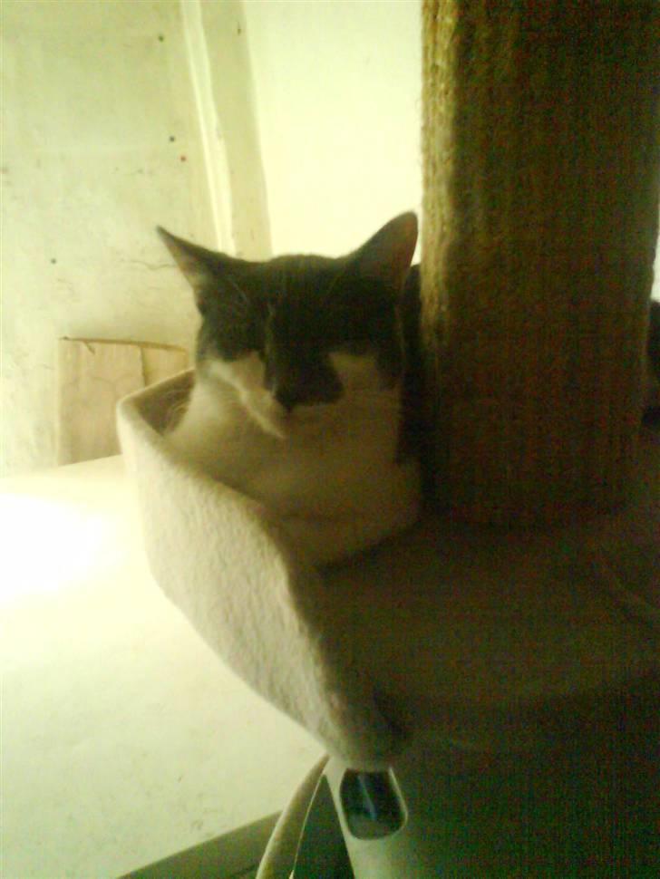 Huskat pjuske ,pjulle hvor er du billede 13