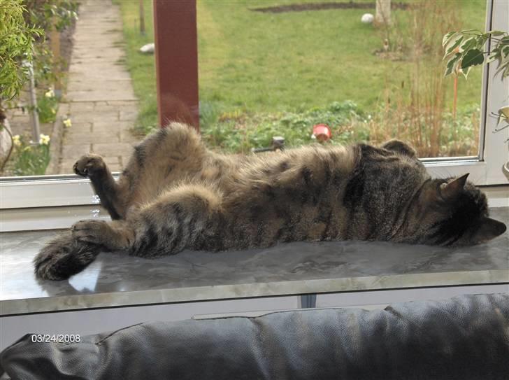 Huskat Felix - ahh......en slapper i solen. billede 18