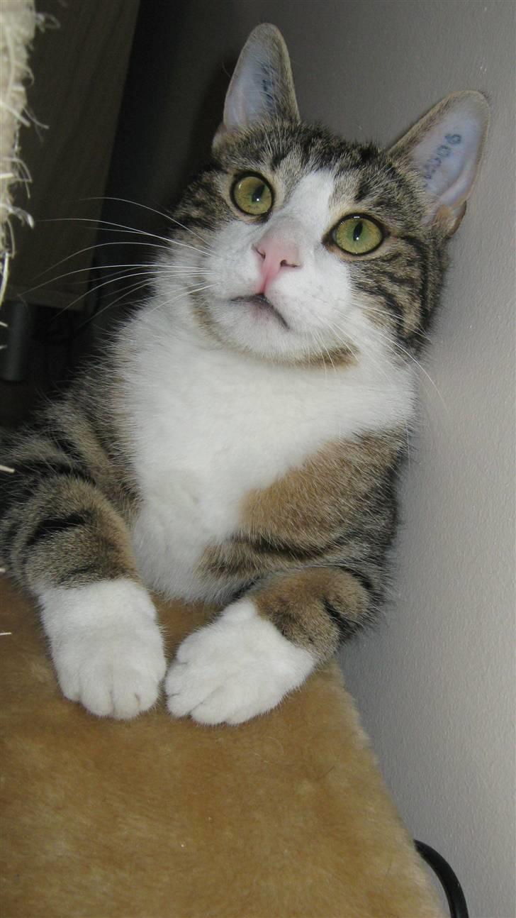 Huskat Tulle  - hun er da en san model? jeg vil gerne have begrundelse hvis du giver middel eller lav. billede 1