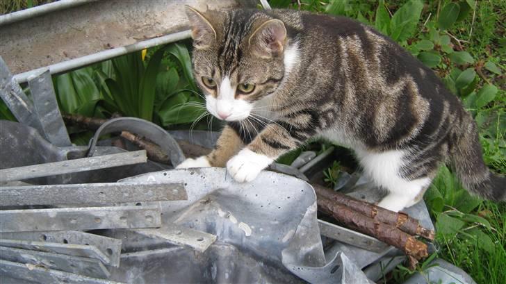 Huskat Tulle  - kravler på noget ravelse billede 2