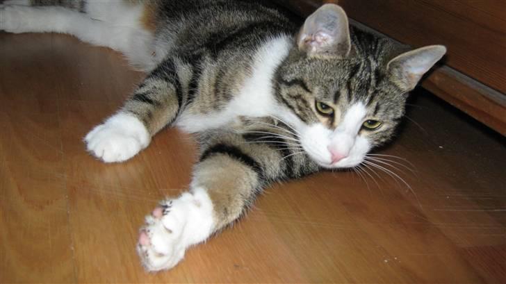 Huskat Tulle  - ligger rigtig og daser på gulvet (: billede 3