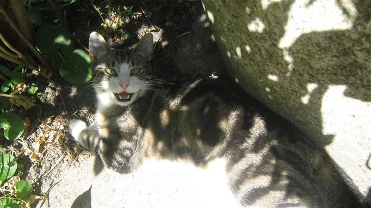 Huskat Tulle  - hehe. billede 4