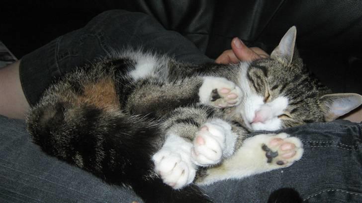 Huskat Tulle  - hun ligger og sover (: billede 5