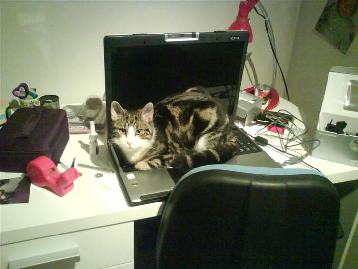 Huskat Tulle  - haha. hun lagde jeg på min computer (: billede 6