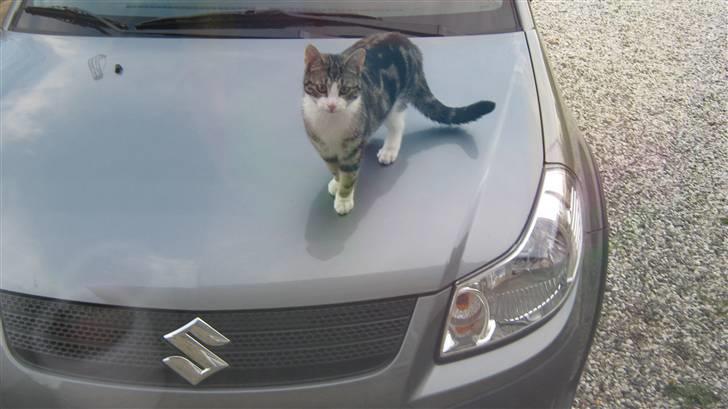 Huskat Tulle  - hun går på bilen?  billede 7