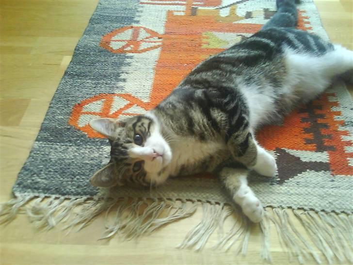 Huskat Tulle  billede 8