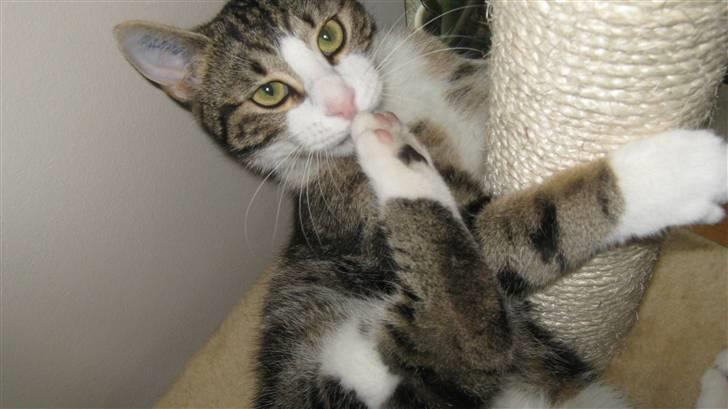 Huskat Tulle  billede 9