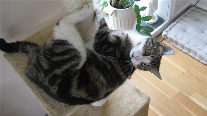 Huskat Tulle  - hænger lige i trædsebrattet (: billede 10