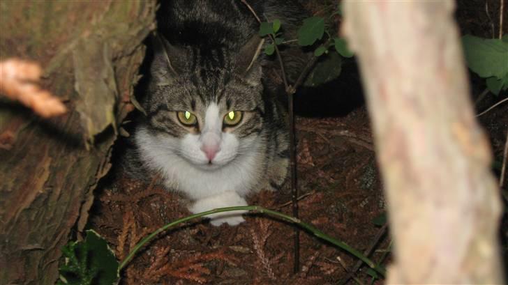 Huskat Tulle  - ligger på en skovbund (: billede 11