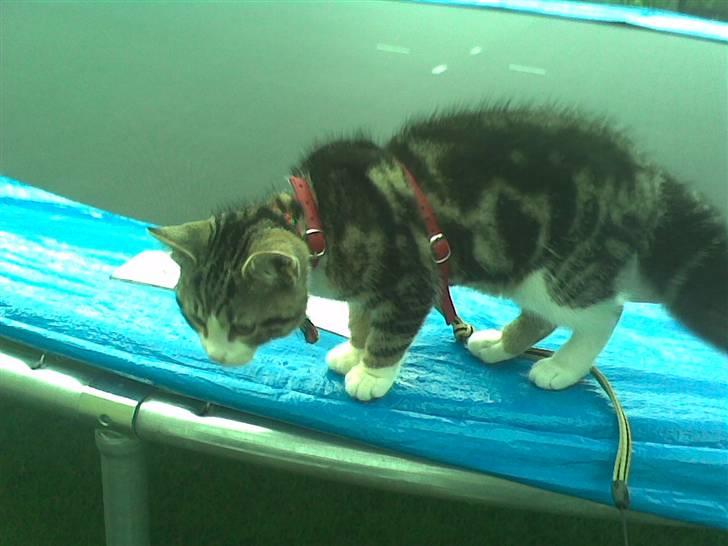 Huskat Tulle  - hun blev vidst lige bange ;D billede 12