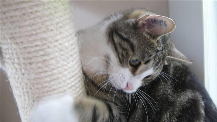 Huskat Tulle  billede 13