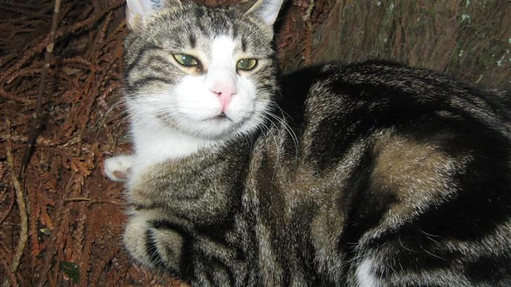 Huskat Tulle  billede 14