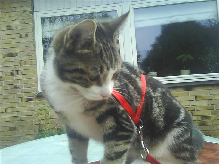 Huskat Tulle  billede 15