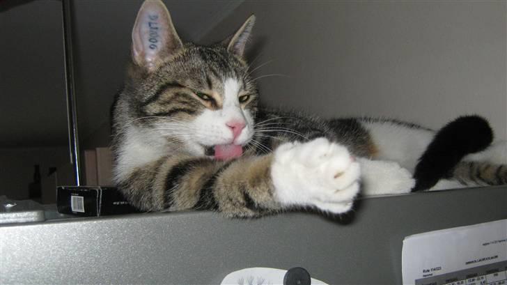 Huskat Tulle  - hun er da renlig (: billede 16