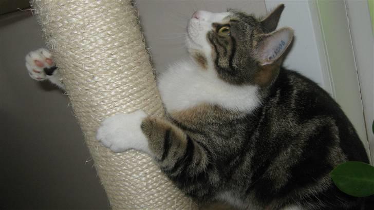 Huskat Tulle  - kradsekradsr (: billede 17