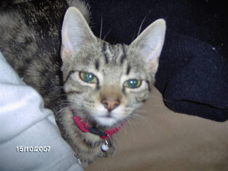 Huskat tulle mus - er jeg ikke sø¨d her ..... billede 1